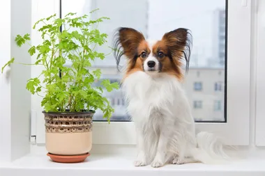 6 air-purifying plants that are safe for pets