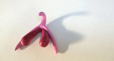 3D model of a clitoris in pink, showing its internal structure with a shadow on a light surface.